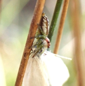 Opisthoncus abnormis at Black Mountain - 10 Feb 2024