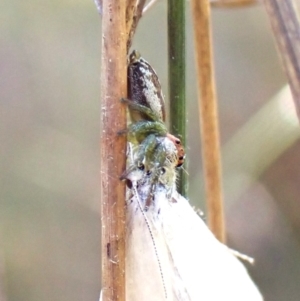 Opisthoncus abnormis at Black Mountain - 10 Feb 2024