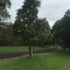 Brachychiton acerifolius (Illawarra Flame Tree) at Womdatary, Meroo Meadow - 28 Nov 2023 by Wombatary