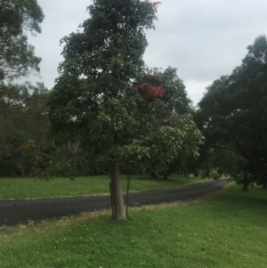Brachychiton acerifolius at Meroo Meadow, NSW - 28 Nov 2023