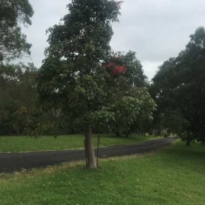 Brachychiton acerifolius (Illawarra Flame Tree) at Meroo Meadow, NSW - 28 Nov 2023 by Wombatary