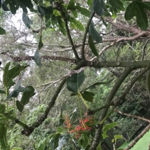 Brachychiton acerifolius at Meroo Meadow, NSW - 28 Nov 2023