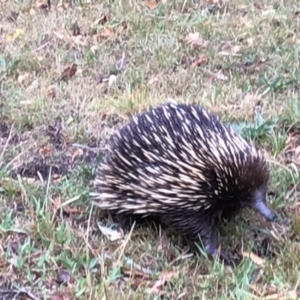 Tachyglossus aculeatus at Meroo Meadow, NSW - 9 Nov 2023