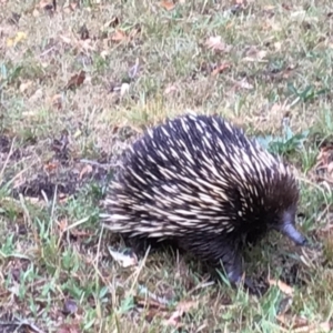 Tachyglossus aculeatus at Meroo Meadow, NSW - 9 Nov 2023 06:24 PM