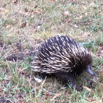 Tachyglossus aculeatus (Short-beaked Echidna) at Womdatary, Meroo Meadow - 9 Nov 2023 by Wombatary