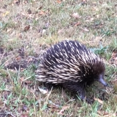 Tachyglossus aculeatus (Short-beaked Echidna) at Meroo Meadow, NSW - 9 Nov 2023 by Wombatary