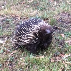 Tachyglossus aculeatus at Meroo Meadow, NSW - 9 Nov 2023