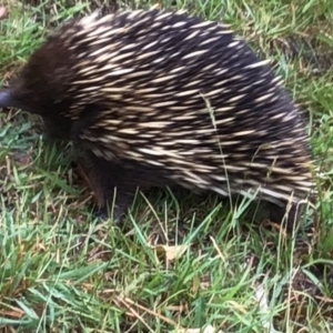 Tachyglossus aculeatus at Meroo Meadow, NSW - 9 Nov 2023