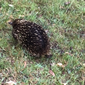 Tachyglossus aculeatus at Meroo Meadow, NSW - 9 Nov 2023