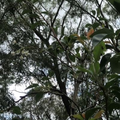 Pittosporum undulatum (sweet pittosporum) at Meroo Meadow, NSW - 29 Nov 2023 by Wombatary