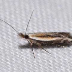Eutorna (genus) (A Gelechioid moth (Depressidae)) at Jerrabomberra, NSW - 13 Feb 2024 by DianneClarke