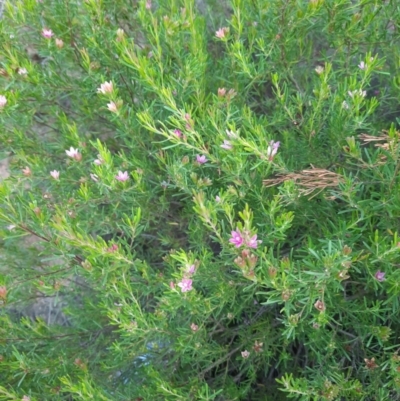 Crowea exalata subsp. exalata (Small Crowea) at Strathnairn, ACT - 13 Feb 2024 by samreid007