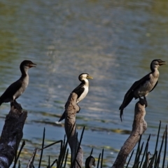 Microcarbo melanoleucos (Little Pied Cormorant) at Yerrabi Pond - 12 Feb 2024 by betchern0t