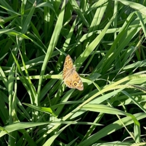 Junonia villida at Aranda, ACT - 13 Feb 2024 06:33 PM