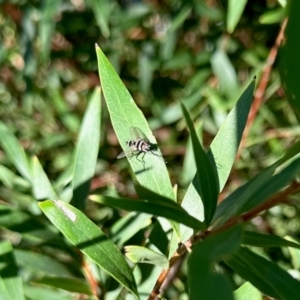 Trigonospila sp. (genus) at Aranda, ACT - 13 Feb 2024