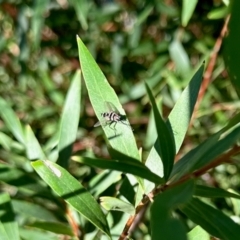 Trigonospila sp. (genus) (A Bristle Fly) at Aranda, ACT - 13 Feb 2024 by KMcCue
