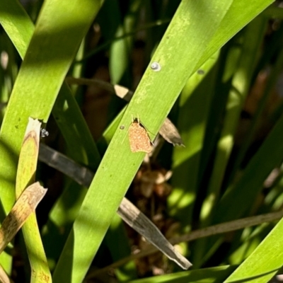 Syringoseca rhodoxantha (A concealer moth) at Aranda, ACT - 13 Feb 2024 by KMcCue