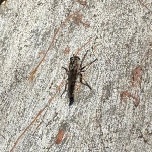 Cerdistus sp. (genus) at Aranda, ACT - 13 Feb 2024 06:30 PM