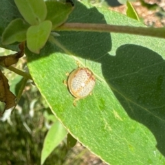 Paropsisterna m-fuscum (Eucalyptus Leaf Beetle) at Aranda, ACT - 13 Feb 2024 by KMcCue