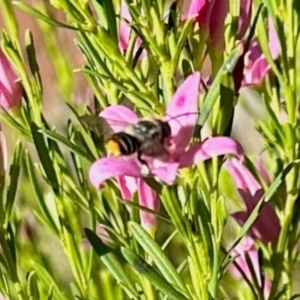 Megachile (Eutricharaea) maculariformis at Undefined Area - 11 Feb 2024 05:30 PM