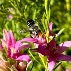 Megachile (Eutricharaea) maculariformis at Undefined Area - 11 Feb 2024 05:30 PM