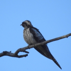 Cacomantis pallidus (Pallid Cuckoo) at Lions Youth Haven - Westwood Farm A.C.T. - 12 Feb 2024 by HelenCross