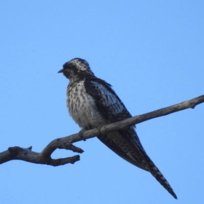 Cacomantis pallidus (Pallid Cuckoo) at Lions Youth Haven - Westwood Farm - 12 Feb 2024 by HelenCross