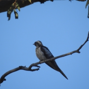 Cacomantis pallidus at Lions Youth Haven - Westwood Farm A.C.T. - 13 Feb 2024 07:43 AM