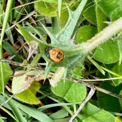 Harmonia conformis (Common Spotted Ladybird) at Yarralumla, ACT - 10 Feb 2024 by KMcCue