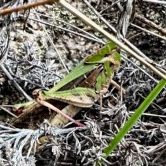 Gastrimargus musicus (Yellow-winged Locust or Grasshopper) at Rendezvous Creek, ACT - 10 Feb 2024 by KMcCue