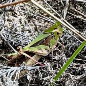 Gastrimargus musicus at Namadgi National Park - 10 Feb 2024