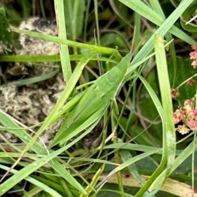 Atractomorpha australis (Australian Grass Pyrgomorph) at Rendezvous Creek, ACT - 10 Feb 2024 by KMcCue