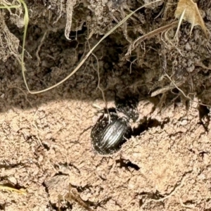 Adeliini sp. (tribe) at Namadgi National Park - 10 Feb 2024 12:06 PM