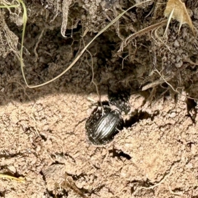 Adeliini sp. (tribe) (A darkling beetle) at Namadgi National Park - 10 Feb 2024 by KMcCue