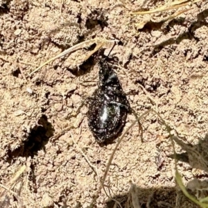 Adeliini sp. (tribe) at Namadgi National Park - 10 Feb 2024 12:06 PM