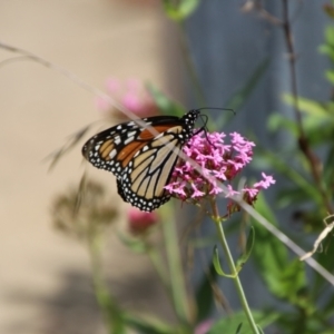 Danaus plexippus at QPRC LGA - suppressed