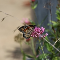 Danaus plexippus at QPRC LGA - suppressed