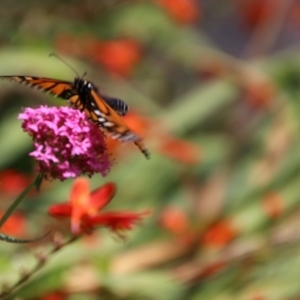 Danaus plexippus at QPRC LGA - suppressed