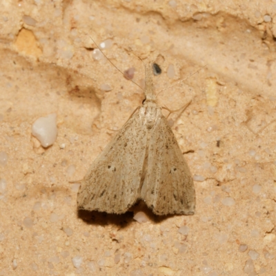 Trigonistis demonias (Long-snouted Moth) at Harrison, ACT - 13 Feb 2024 by DPRees125