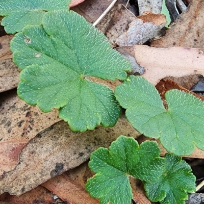 Hydrocotyle laxiflora (Stinking Pennywort) at Yarralumla, ACT - 14 Feb 2024 by Steve818