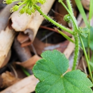 Hydrocotyle laxiflora at Black Mountain - 14 Feb 2024