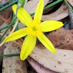 Tricoryne elatior (Yellow Rush Lily) at Black Mountain - 14 Feb 2024 by Steve818