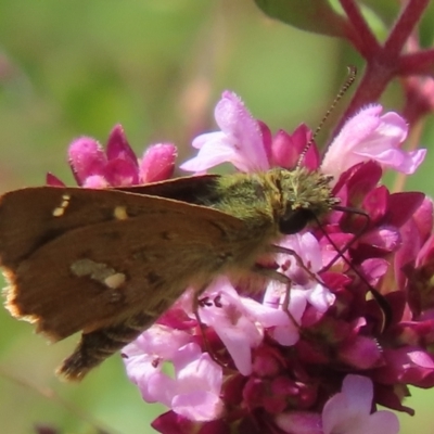 Dispar compacta (Barred Skipper) at Booth, ACT - 14 Feb 2024 by SandraH