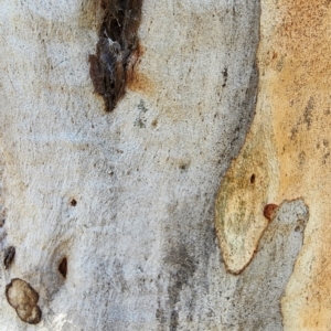 Eucalyptus mannifera subsp. mannifera at Black Mountain - 14 Feb 2024