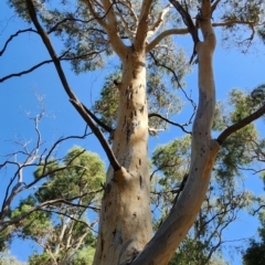 Eucalyptus mannifera subsp. mannifera at Black Mountain - 14 Feb 2024