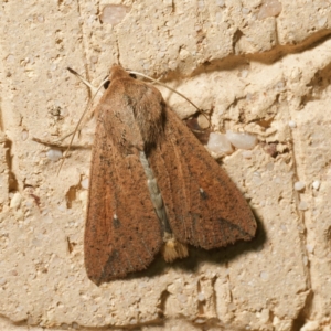 Mythimna (Pseudaletia) convecta at Harrison, ACT - 2 Feb 2024