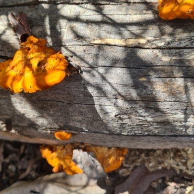 Unidentified Pored or somewhat maze-like on underside [bracket polypores] at National Arboretum Woodland - 8 Feb 2024 by galah681