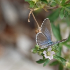 Zizina otis (Common Grass-Blue) at Hall, ACT - 14 Feb 2024 by Anna123