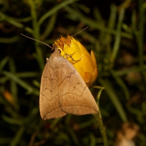 Simplicia armatalis at Harrison, ACT - 13 Feb 2024