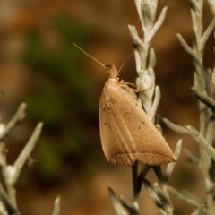 Simplicia armatalis at Harrison, ACT - 13 Feb 2024